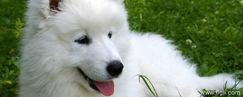 萨摩耶价格多少钱一只，幼犬价格一般在1200-8800元