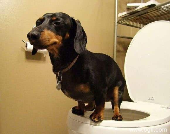 小狗多大可以训练定点上厕所
